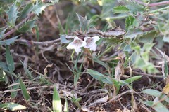 Lepidagathis pungens